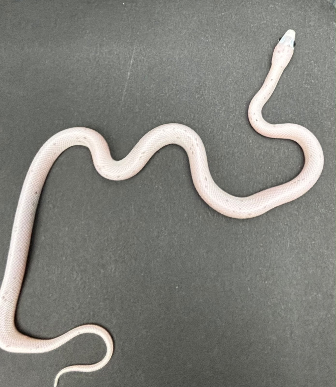 Div rattenslangen Rat Snake photo 5