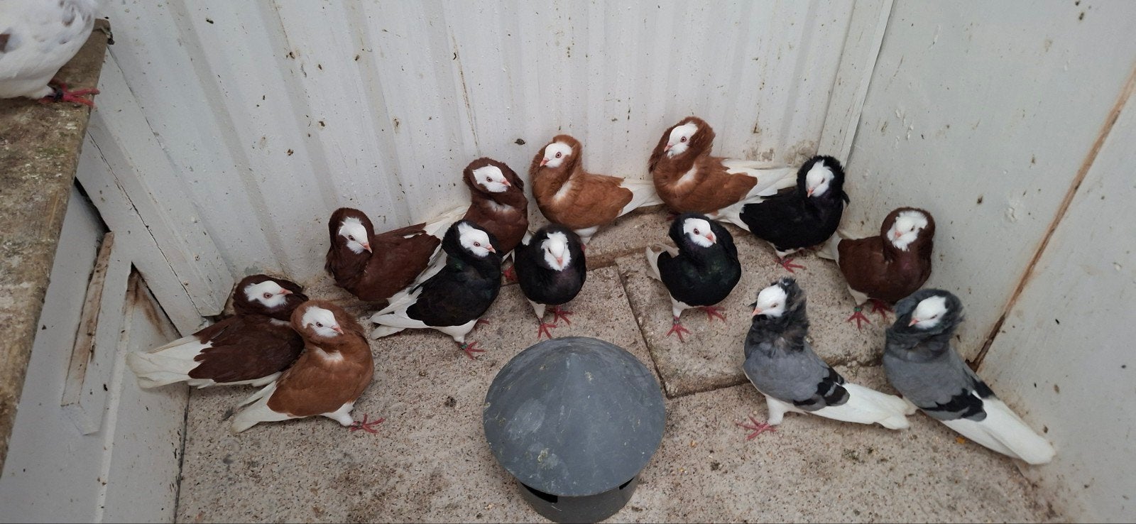 te koop sierduiven Oudhollands kapucijnen duiven, Dieren en Toebehoren, Meerdere dieren, Overige soorten