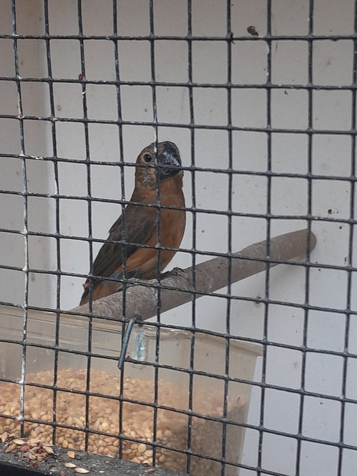 2 x twatwa pop, Dieren en Toebehoren