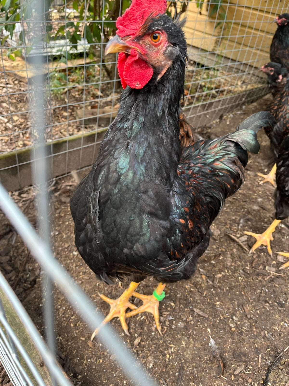Barneveld haan, Dieren en Toebehoren, Pluimvee, Mannelijk, Kip