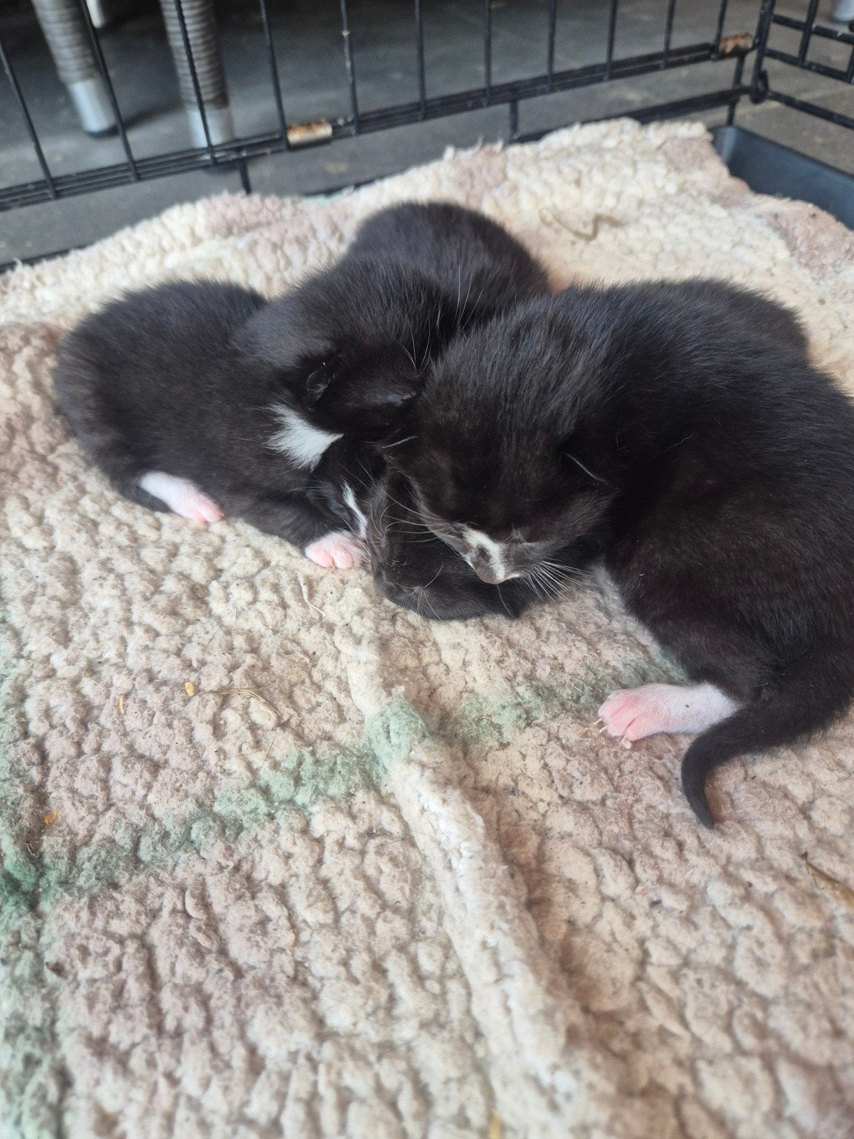 4 lieve kittens te koop, Dieren en Toebehoren, Meerdere dieren