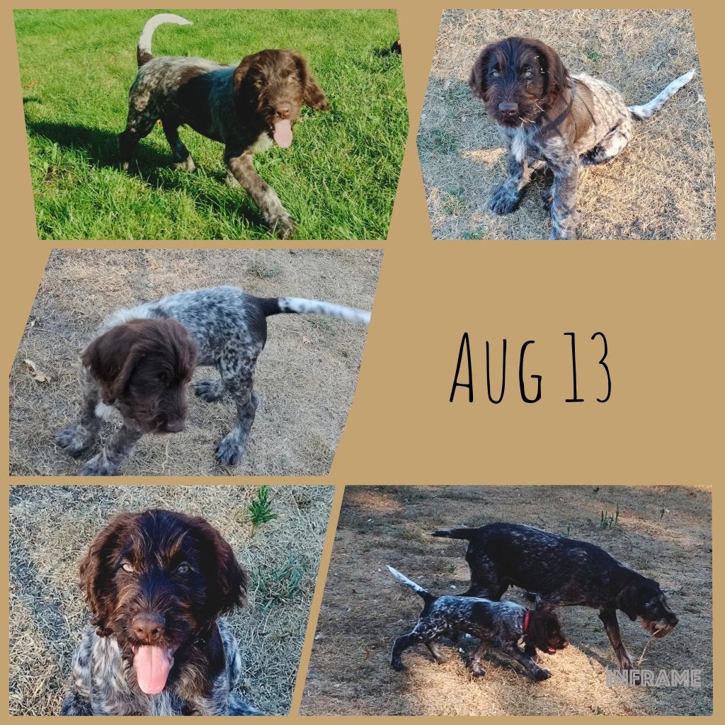 Prachtige puppy's Duitse Staande Draadhaar met stamboom, Dieren en Toebehoren, Reu, 8 tot 15 weken, Eén hond, Duitse Staande hond