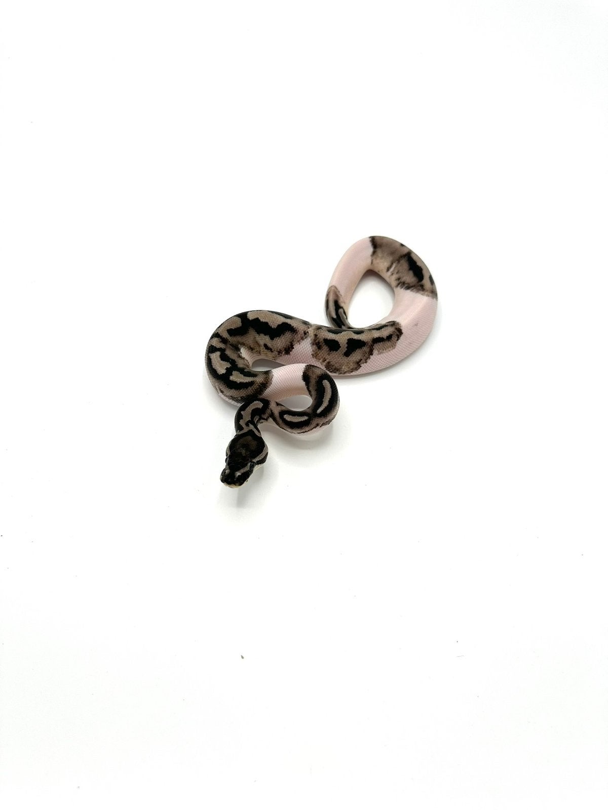 Diverse Python regius - koningspythons Ball Python photo 21