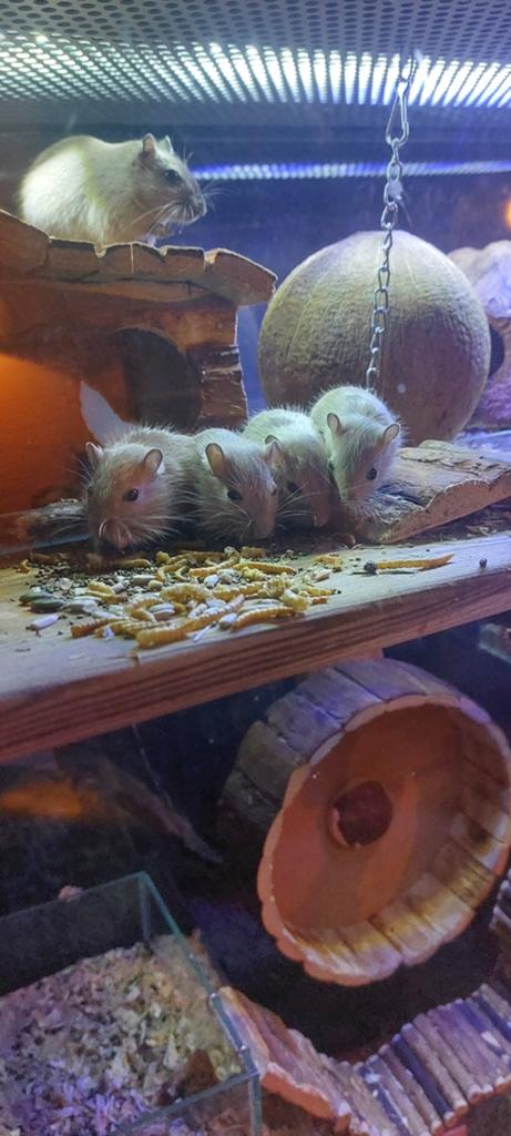 Jonge gerbils, woestijnratjes, Dieren en Toebehoren, Knaagdieren, Maart, Meerdere dieren, Overige typen, Tam
