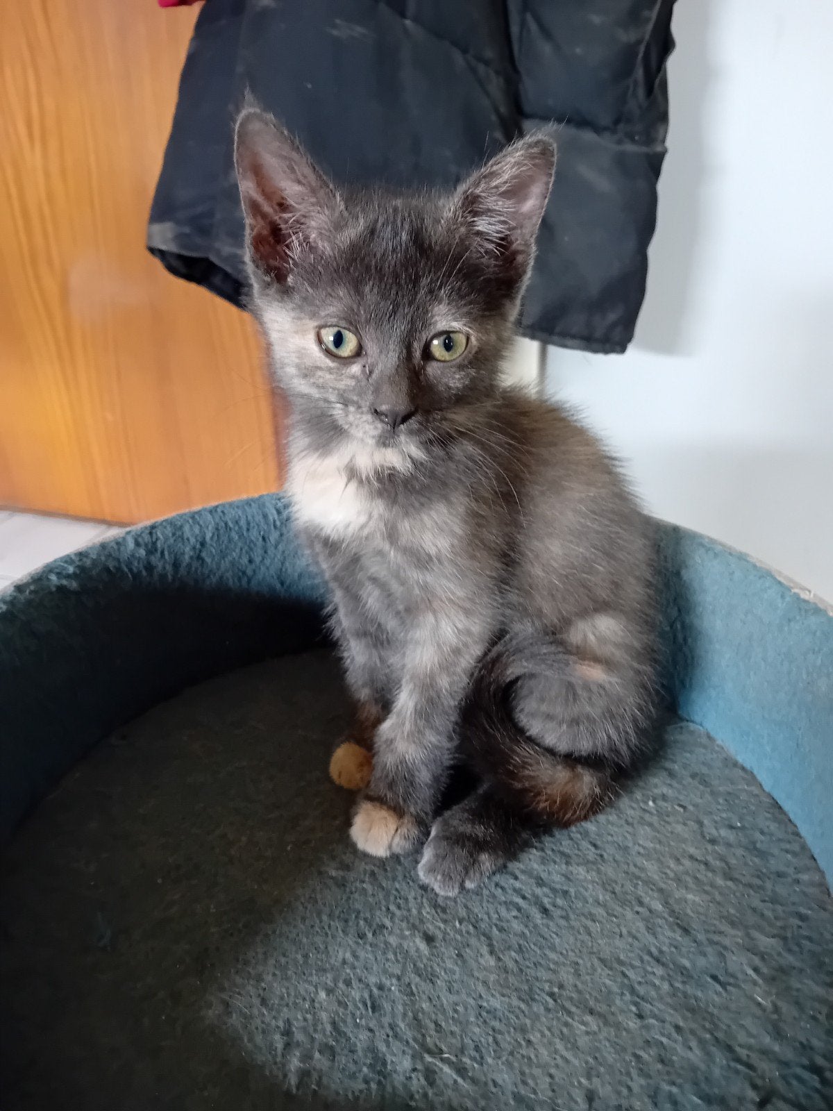 Muis grijze kitten poesje, Poes, Kortharig, 0 tot 2 jaar
