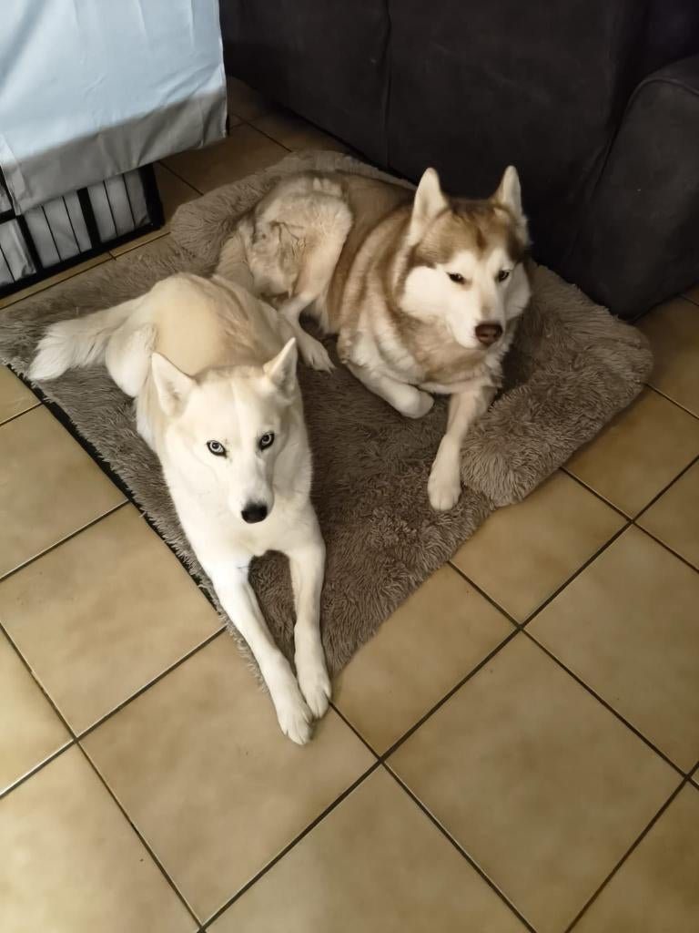 Topkwaliteit Siberische Husky pups- prachtige blauwe ogen, 8 tot 15 weken, Poolhond, Parvo, Meerdere