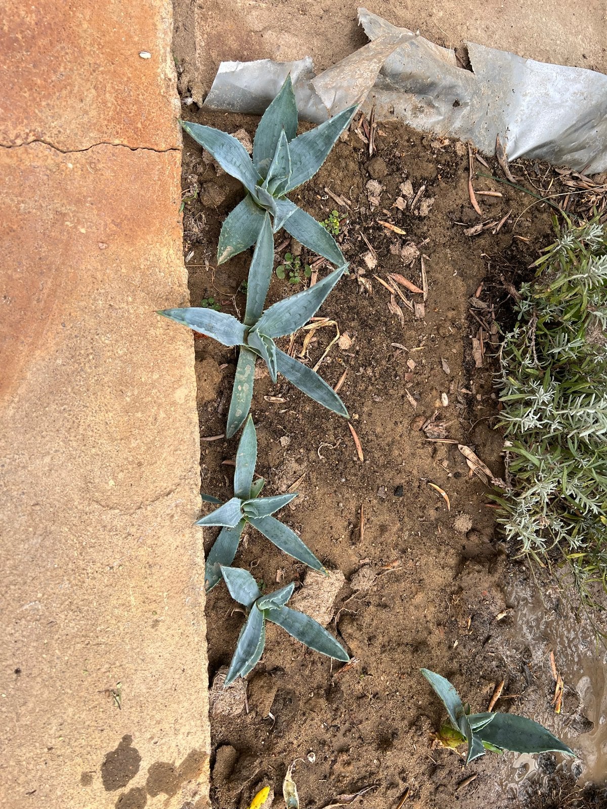 Agave planten - diverse maten, Overige soorten, Volle zon, Vaste plant, Ophalen of Verzenden