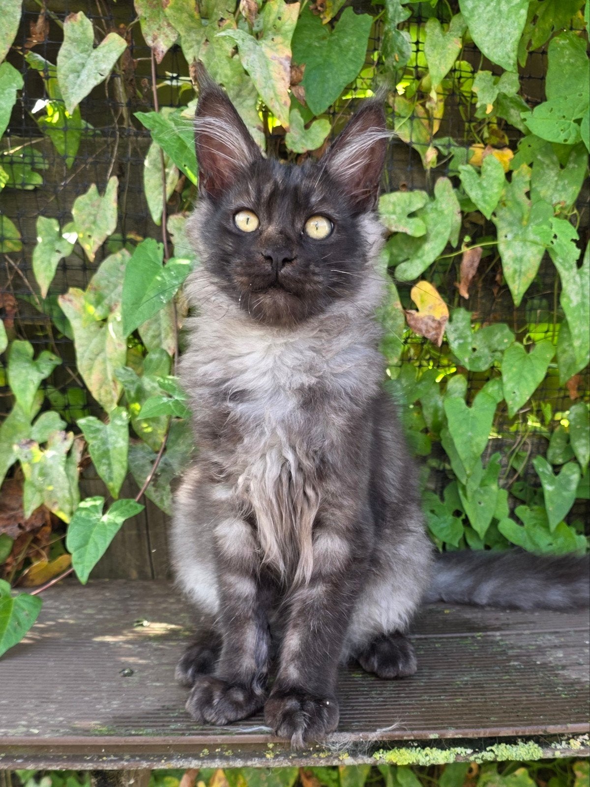 prachtige maine coon kater met stamboom te koop, Dieren en Toebehoren, Meerdere dieren, Met stamboom, 0 tot 2 jaar