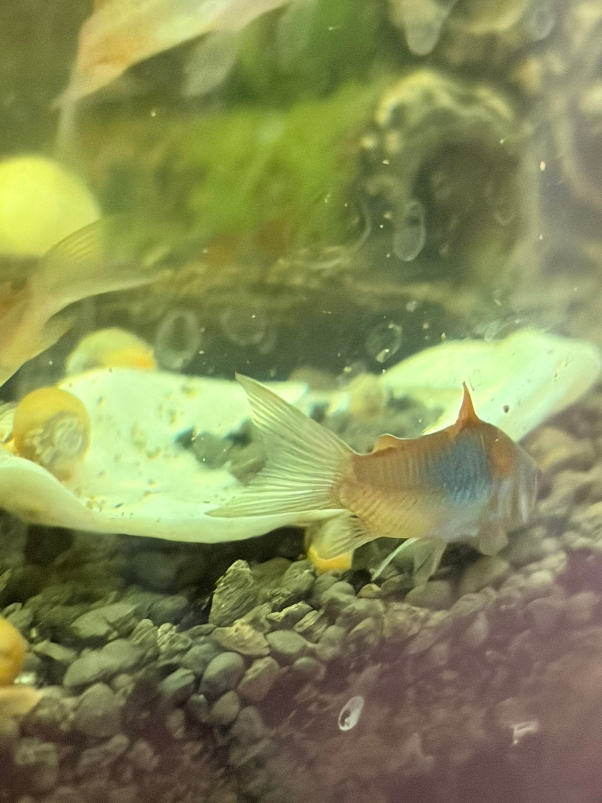Corydora Orange Venezuela, Vis