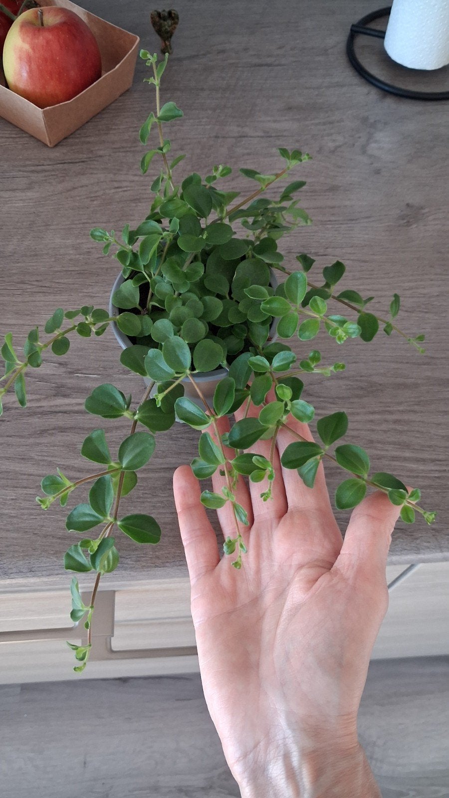 peperomia plant, Ophalen, Overige soorten, Volle zon