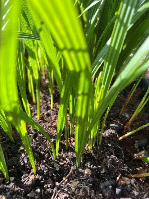 Trachycarpus princeps x fortunei zaailingen, Halfschaduw, Ophalen of Verzenden, Lente, Minder dan 100 cm