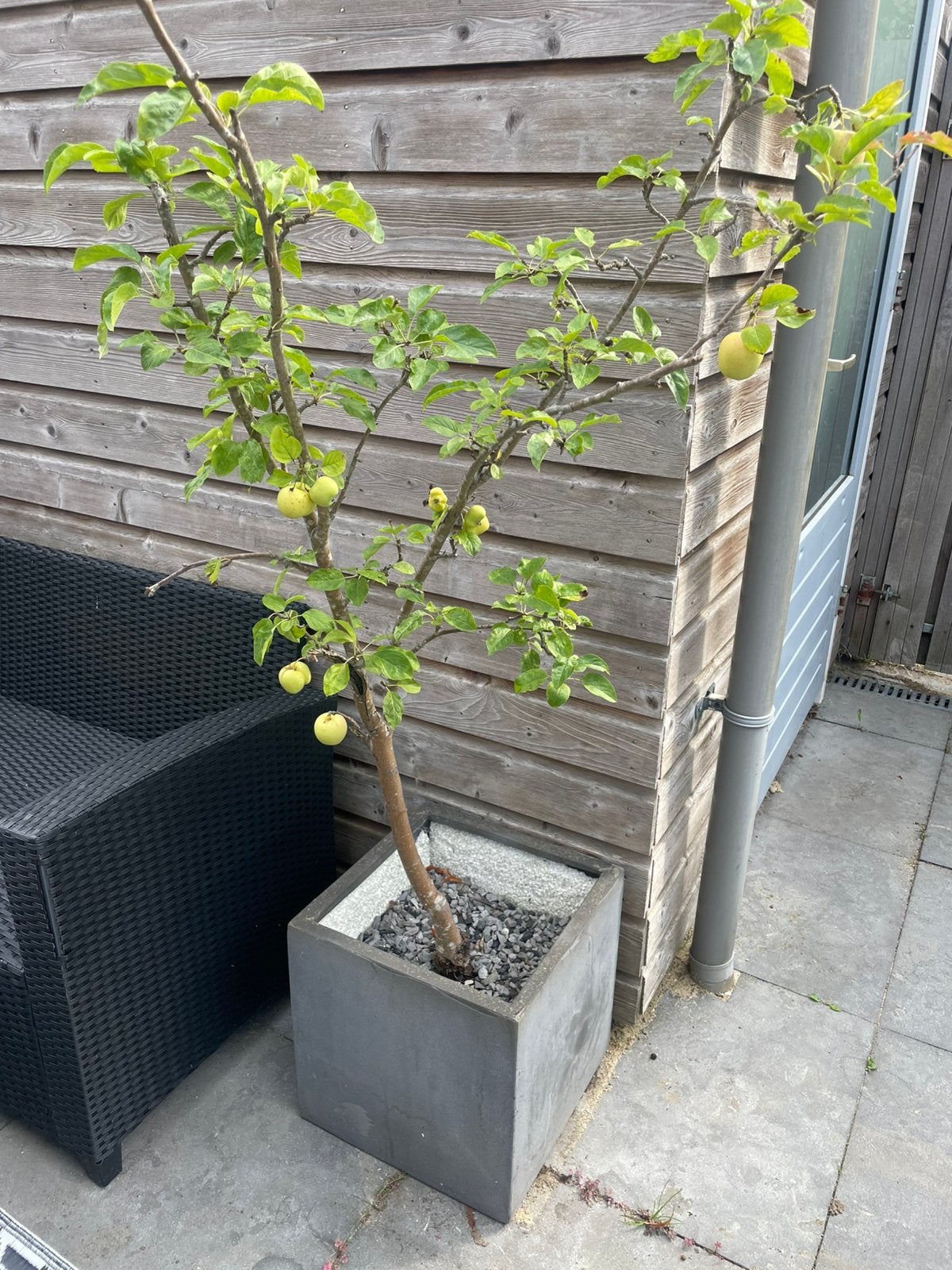 Appelboom met pot, Tuin en Terras, Overige soorten, 100 tot 250 cm, Zomer, Ophalen