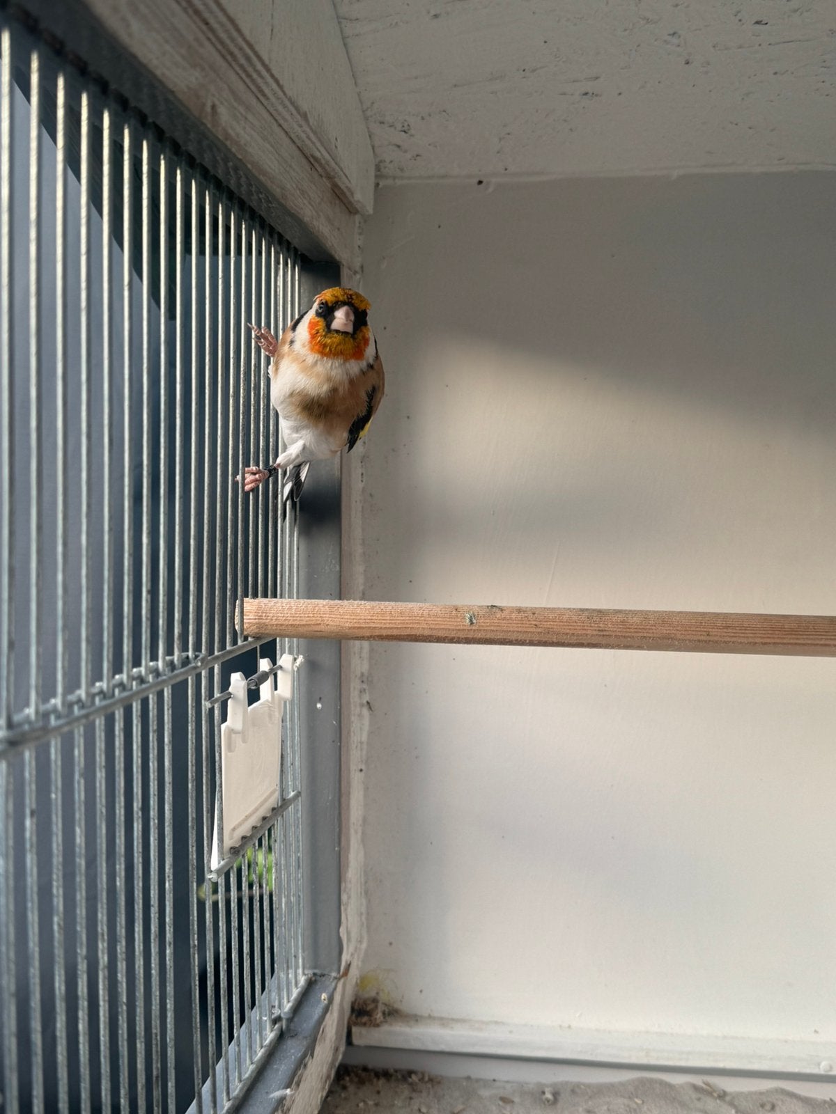 Majoor putter man, Mannelijk, Wildzangvogel, Geringd
