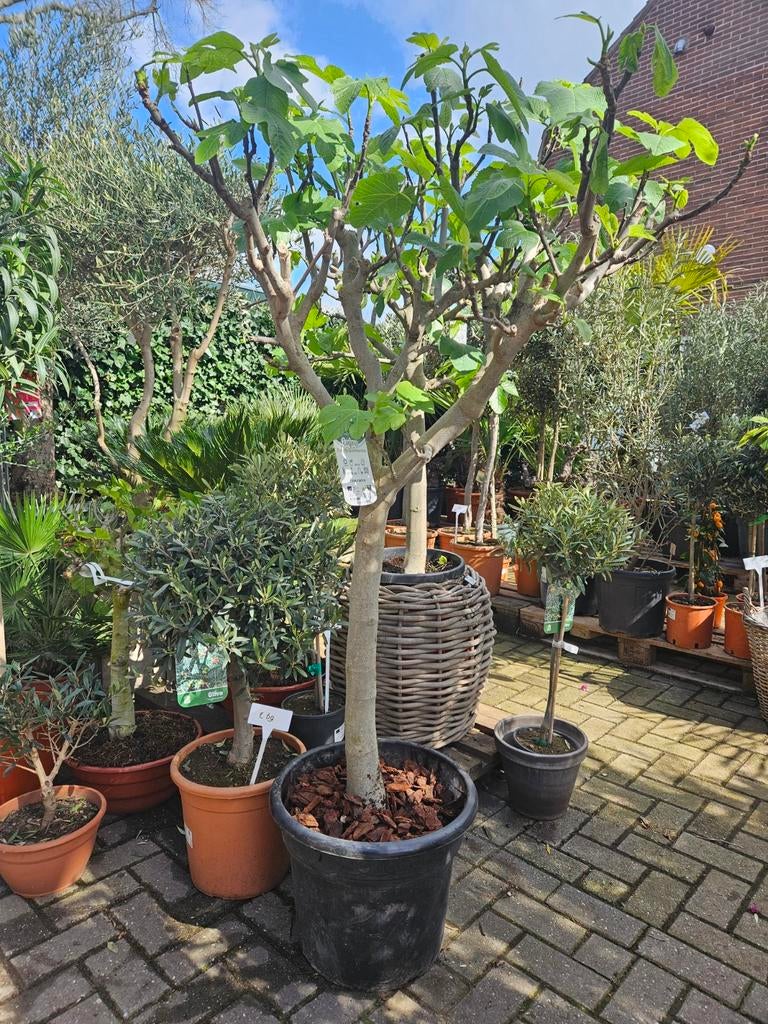 Vijgboompjes 140cm hoog, wat dikkere stam: 49 euro, Tuin en Terras, Planten | Bomen, Volle zon, Ophalen of Verzenden, 100 tot 250 cm