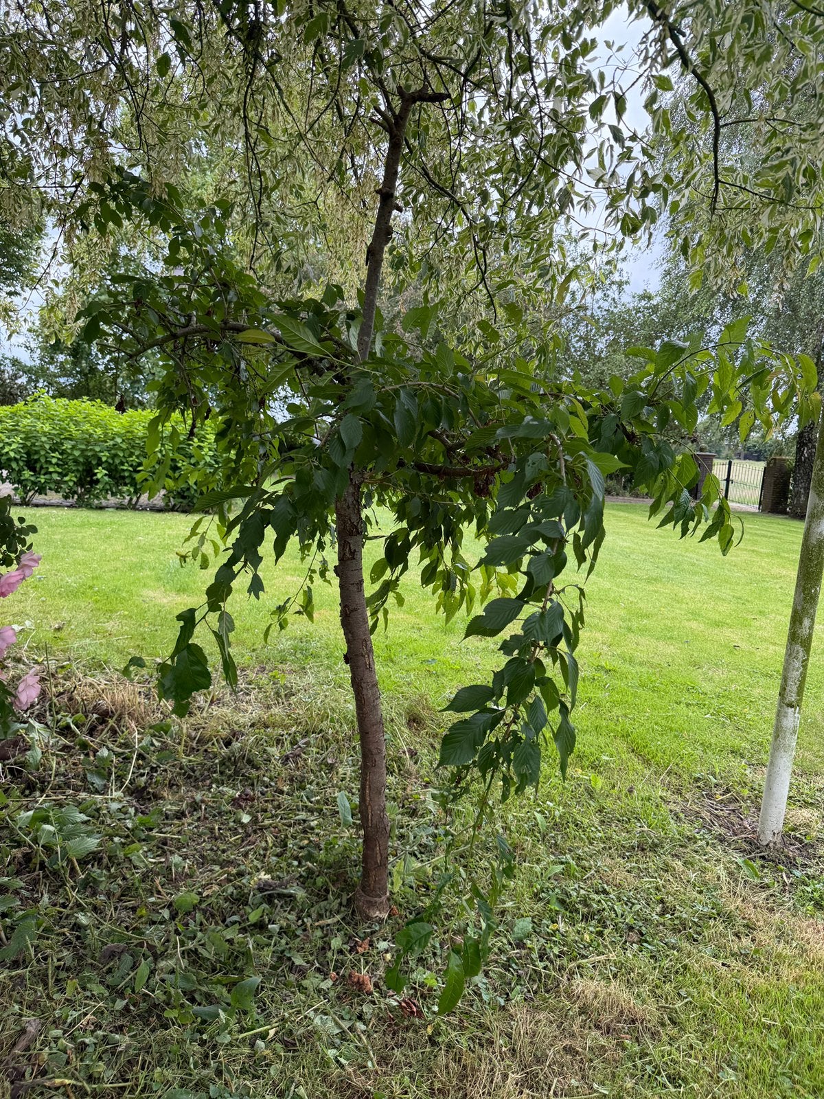 Japanse sierkers (Prunus serrulata), Ophalen, Halfschaduw, Overige soorten