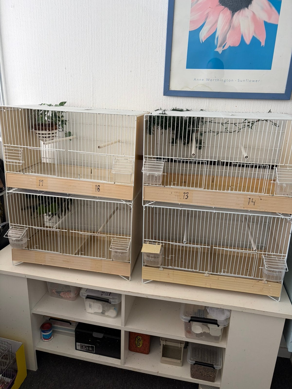 4 broed kooien, Dieren en Toebehoren, Ophalen of Verzenden, Zo goed als nieuw, Hout, Broedkooi of Kweekkooi