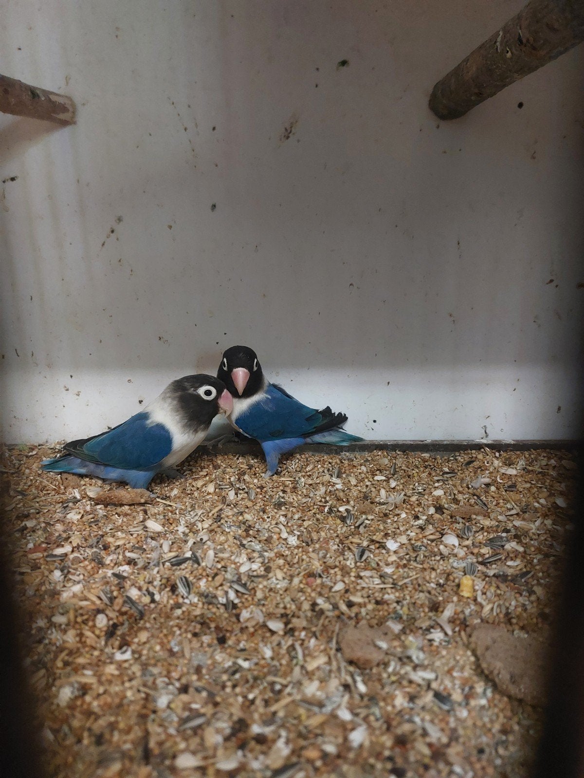personata, Meerdere dieren, Dwergpapegaai of Agapornis