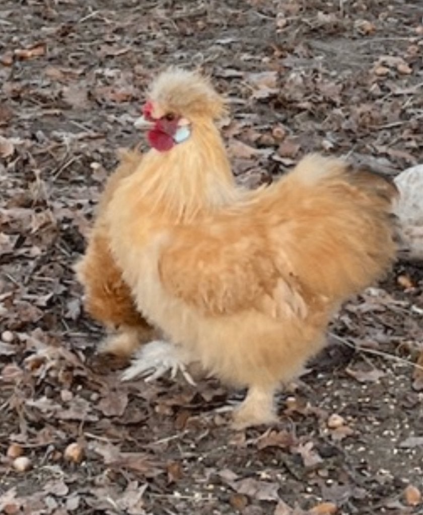 Haan, zijdehoen, Dieren en Toebehoren, Pluimvee, Mannelijk, Kip