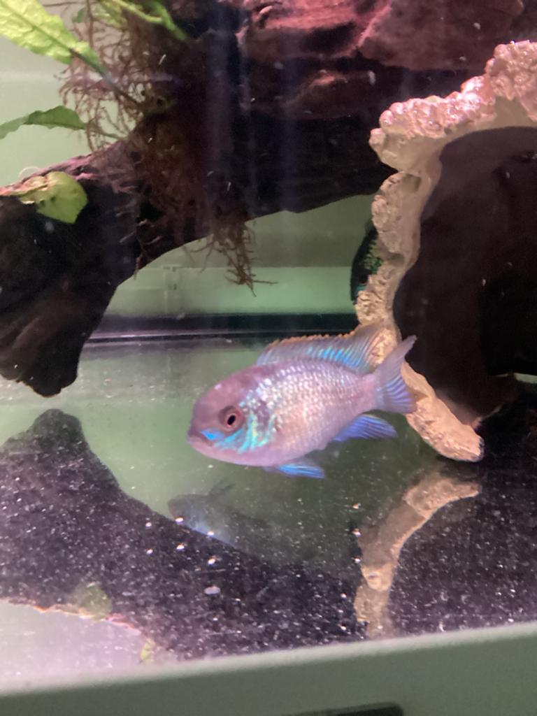 15 electric bleu acara voor 40,00, Dieren en Toebehoren, Vissen | Aquariumvissen, Vis