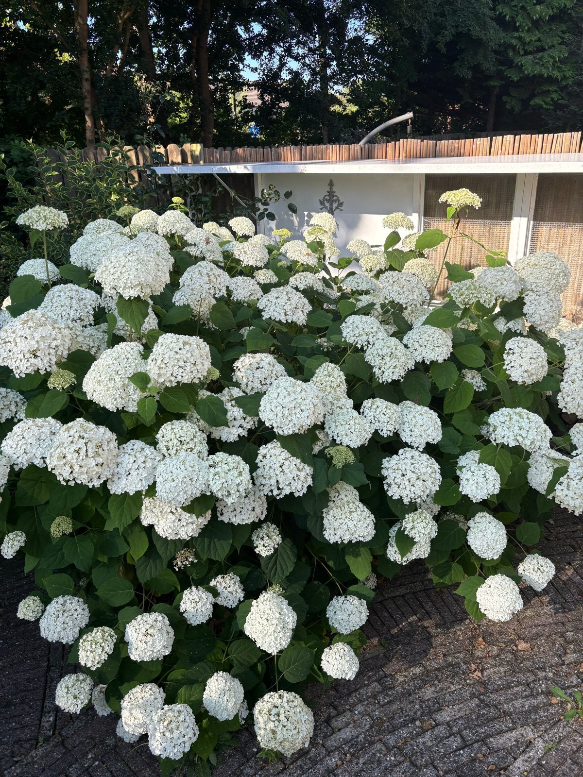 Gratis planten/stuiken, Tuin en Terras, Planten | Tuinplanten, Volle zon, Vaste plant, Zomer, Ophalen