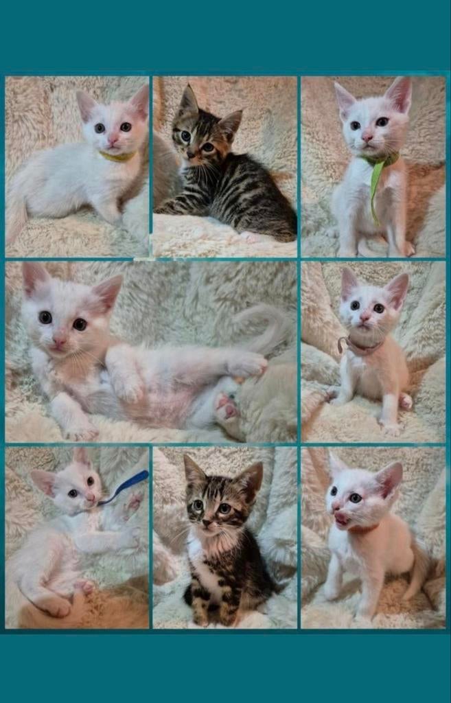 Bencoon - Bengaal X Maine Coon (een aantal mogen verhuizen), Ophalen, Nieuw