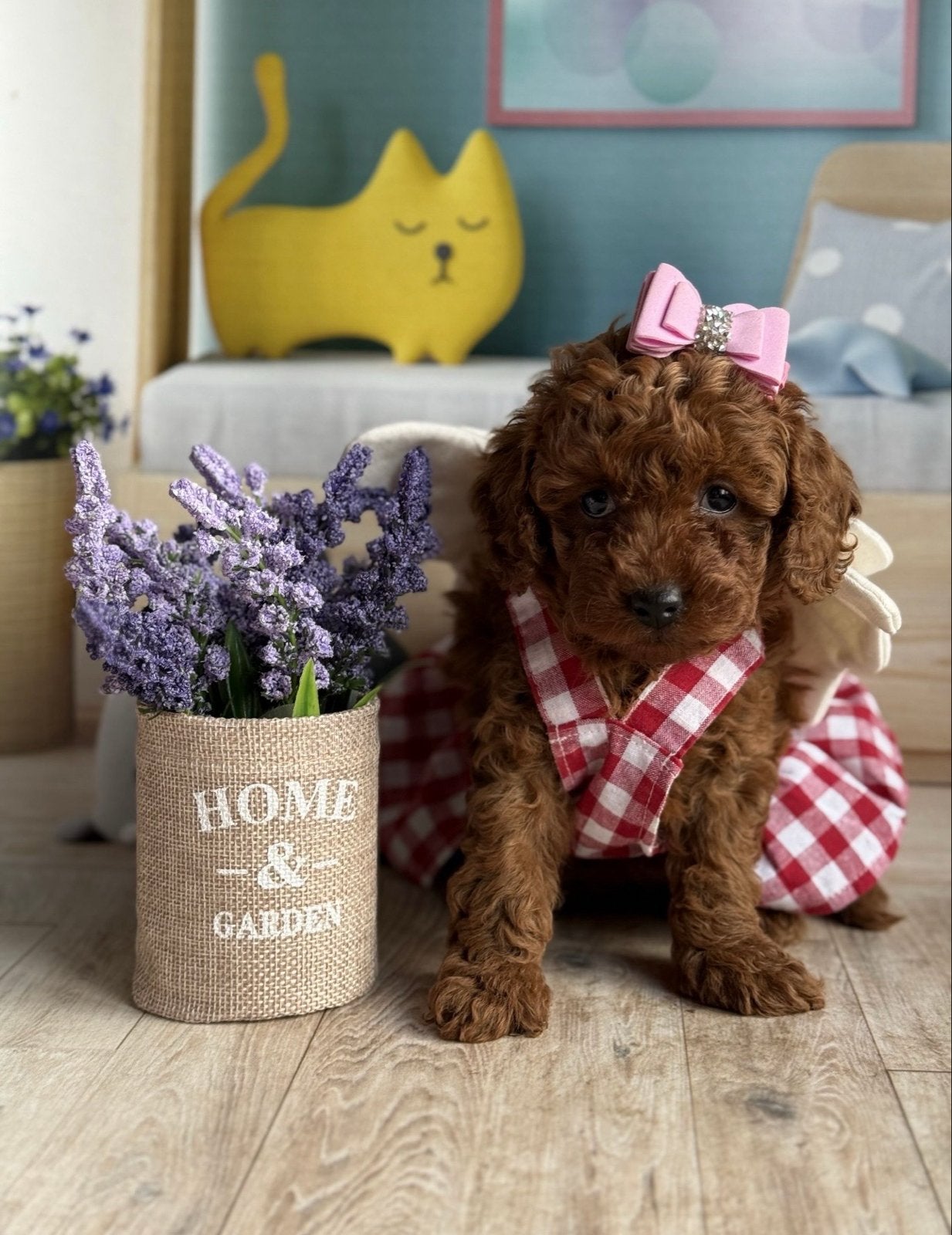 Toy Poodle Toy poedel, Dieren en Toebehoren, 8 tot 15 weken, Teef, Parvo, Eén hond