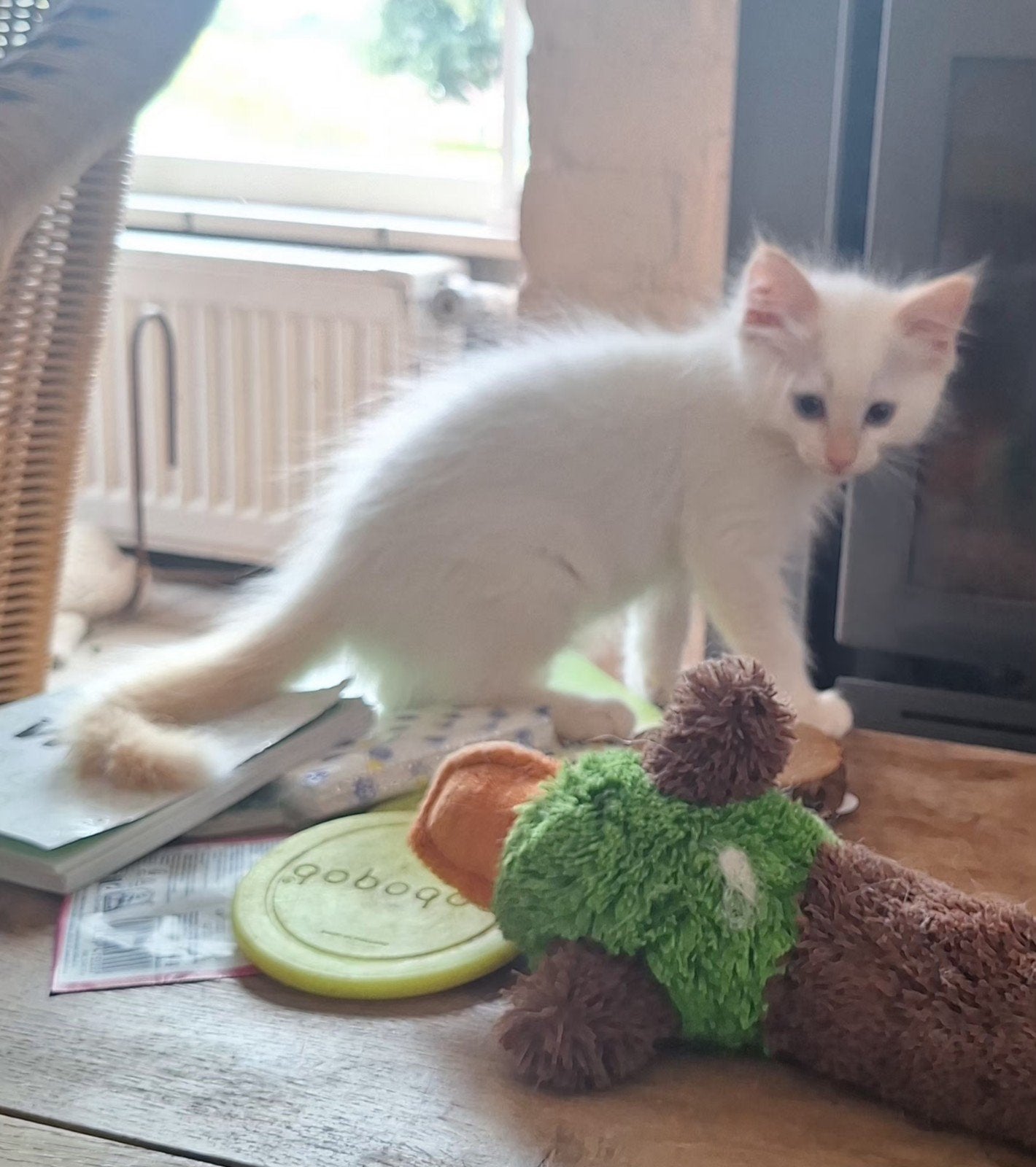 Twee lieve crème point Ragdoll katers, Dieren en Toebehoren, Katten en Kittens | Raskatten | Langhaar, Kater, Gechipt