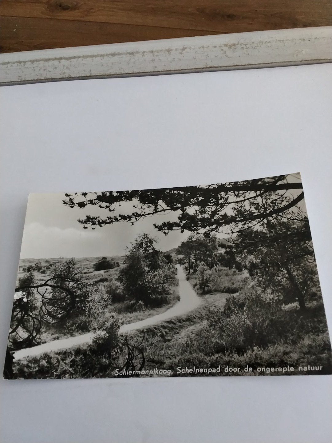 Oude ansichtkaart Schiermonnikoog Schelpenpad, Ophalen of Verzenden, 1940 tot 1960, Gelopen, Waddeneilanden