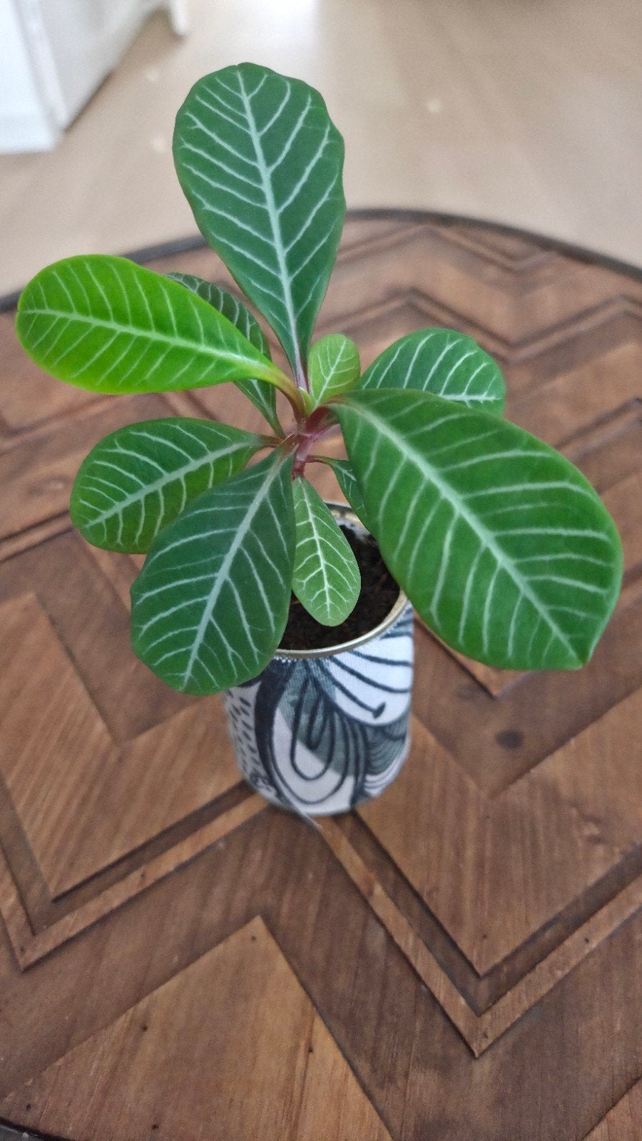 Madagascar Jewel, Huis en Inrichting, Kamerplanten, Ophalen of Verzenden, Halfschaduw, Minder dan 100 cm