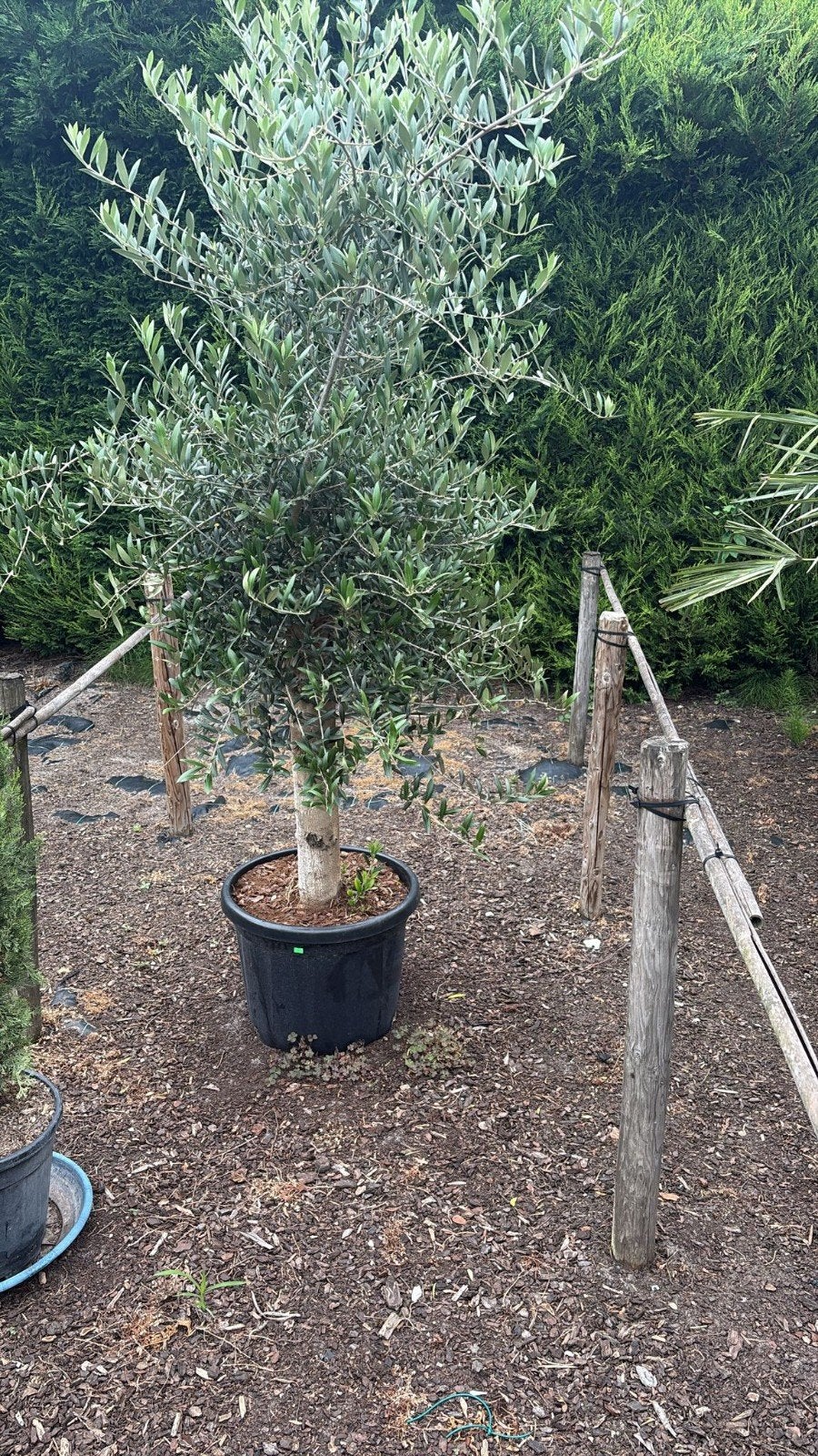 olijfbomen olea op stam, Tuin en Terras, Ophalen
