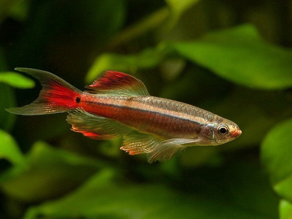 Chinese Danio longfin Tanichtys, Vis