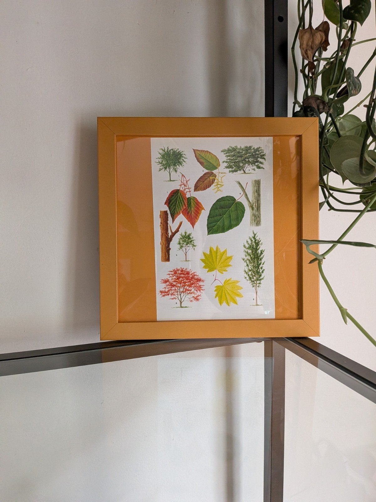 Botanisch lijstje met boombladeren - vintage look, Verzenden