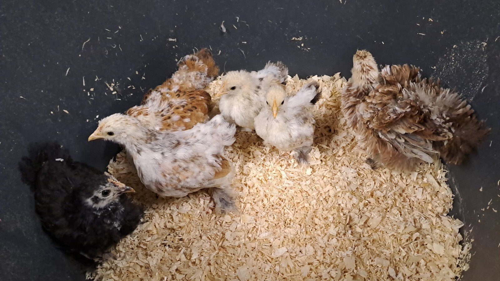 Kriel cochin kuikens geslacht bekend krul en gladveer, Dieren en Toebehoren, Pluimvee, Meerdere dieren, Kip