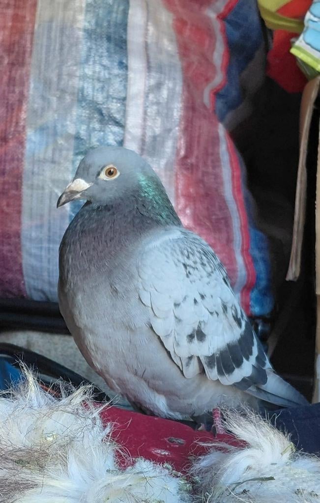 Duif te koop, Dieren en Toebehoren