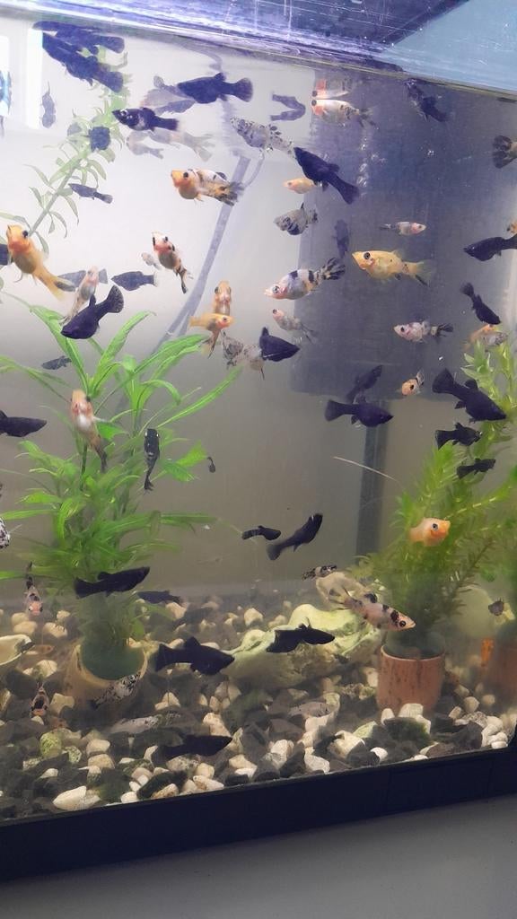 Beautiful mollies, Dieren en Toebehoren, Vissen | Aquariumvissen, Vis