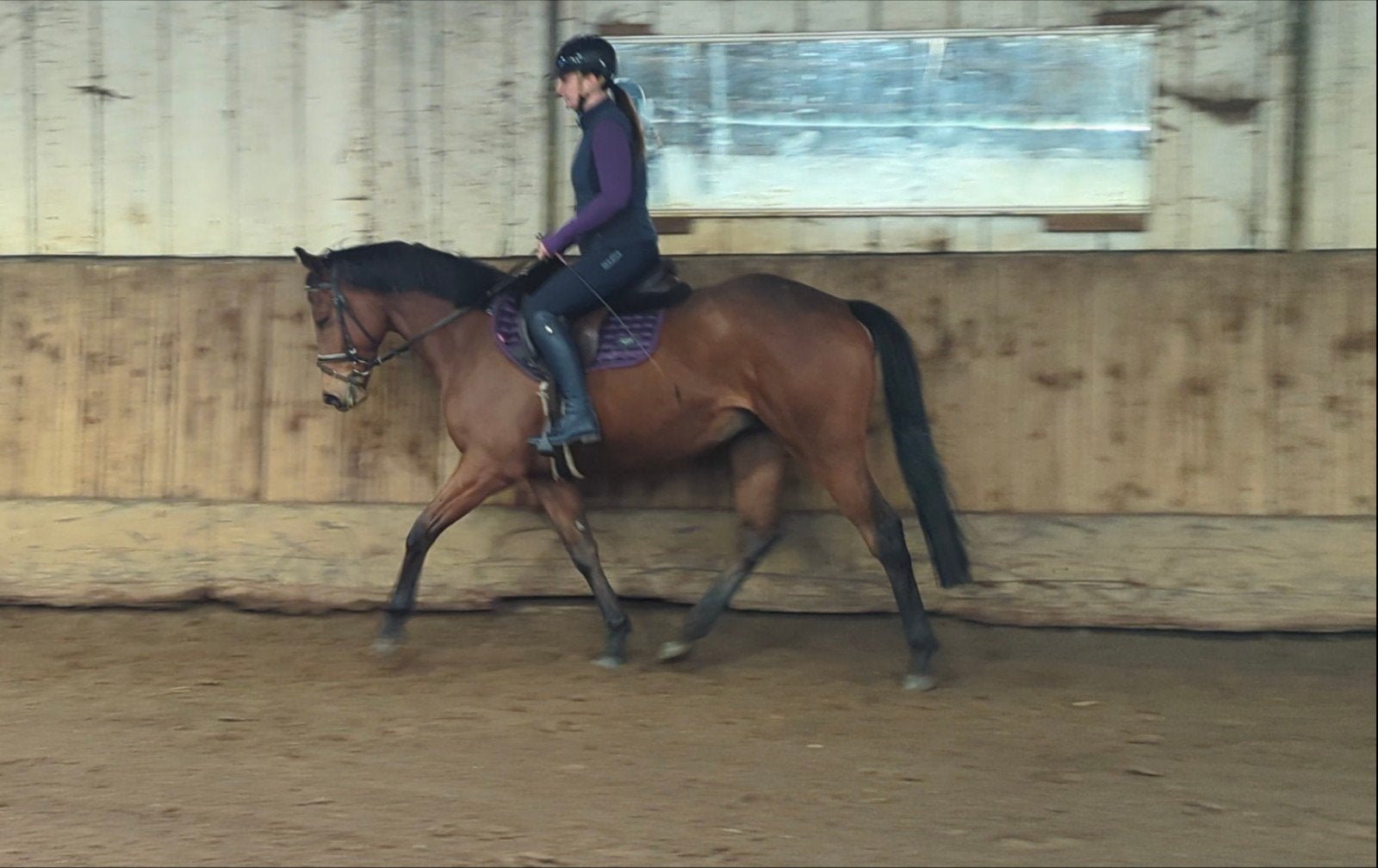 4 jarige ruin, Ruin, 3 tot 6 jaar, 160 tot 165 cm, Recreatiepaard