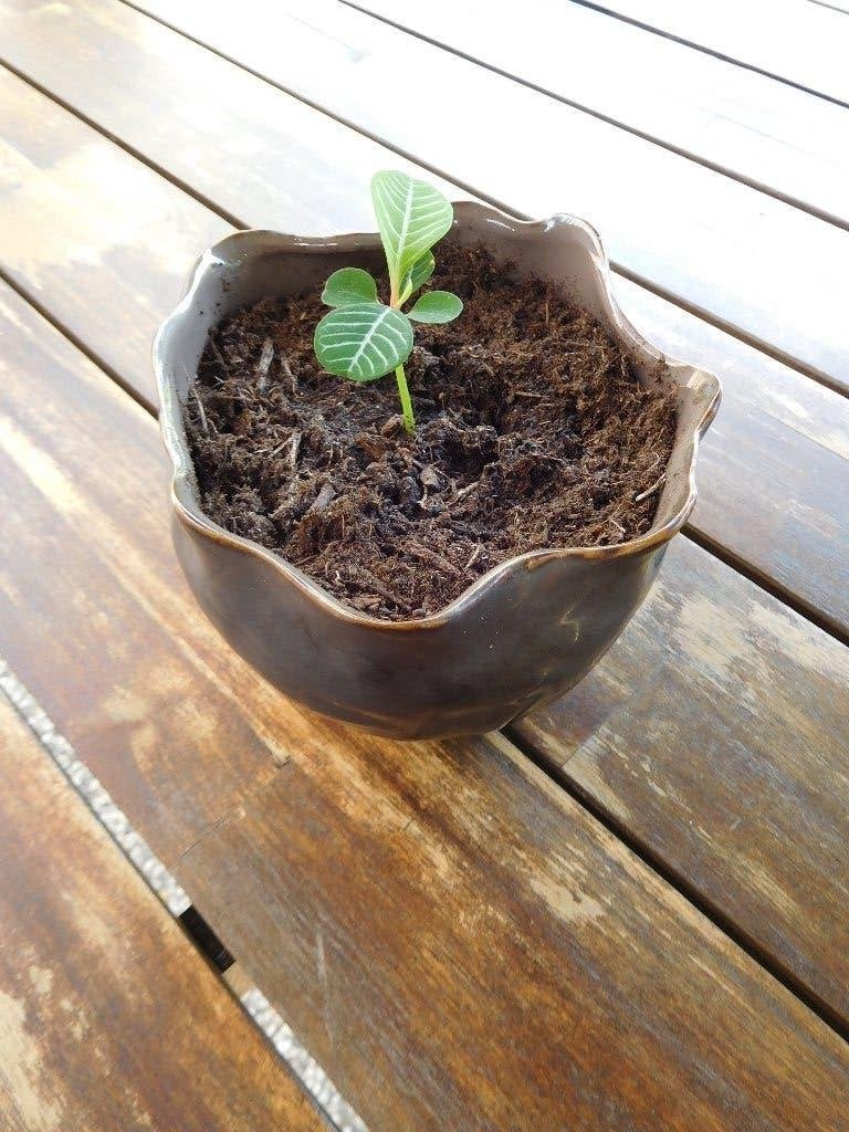 Madagascar Jewel, stekje in sierpot, Huis en Inrichting, Kamerplanten, Overige soorten, In pot, Minder dan 100 cm, Groene kamerplant