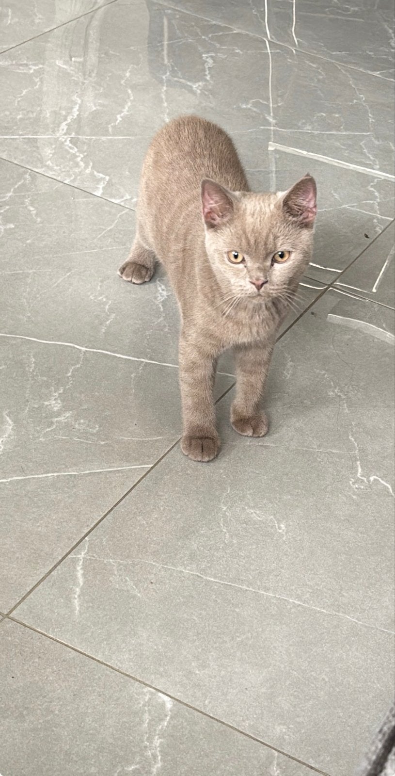 Britse korthaar, Dieren en Toebehoren, Kater, Kortharig, 0 tot 2 jaar