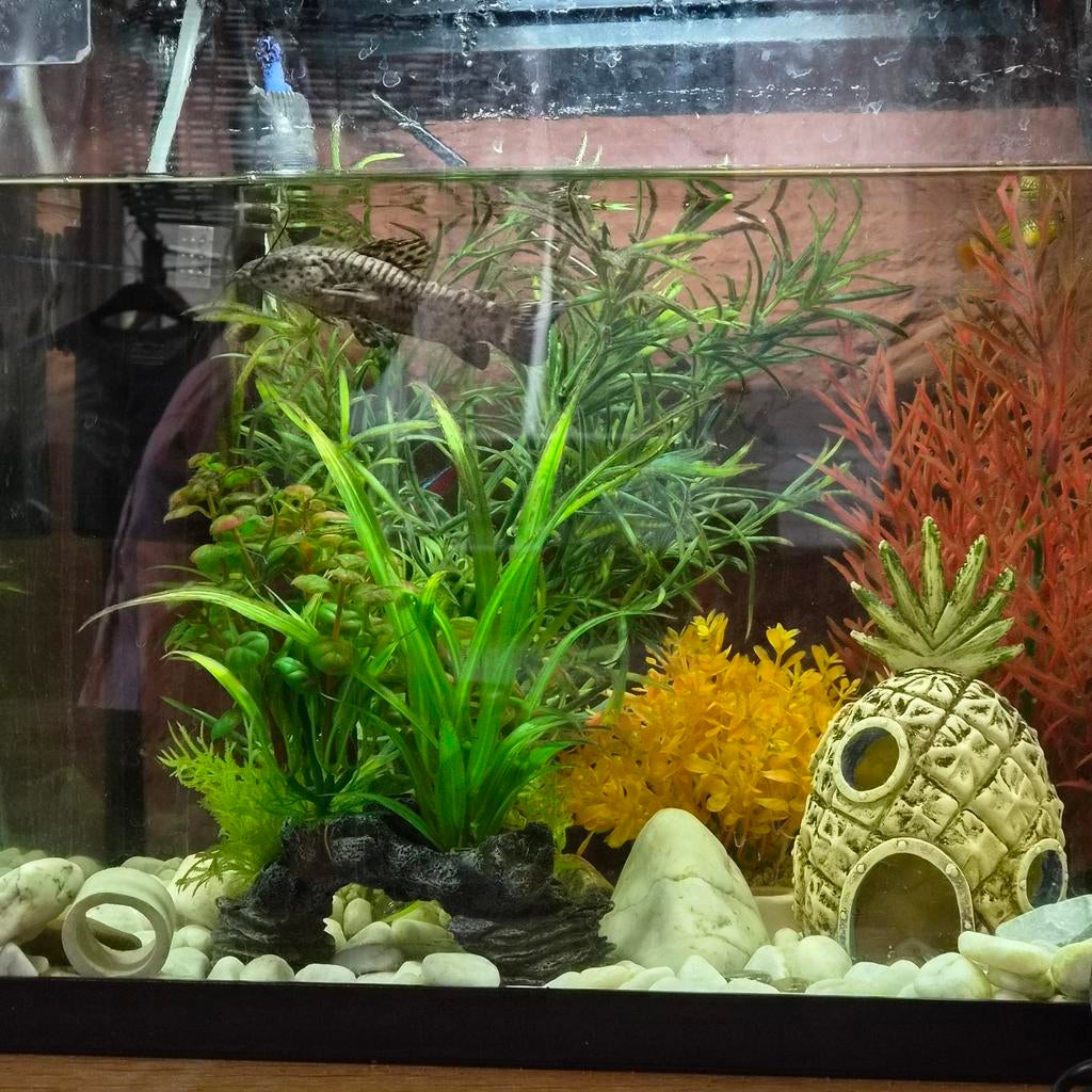 Mooi aquarium met toebehoren en vissen, Dieren en Toebehoren, Vissen | Aquariumvissen, Vis