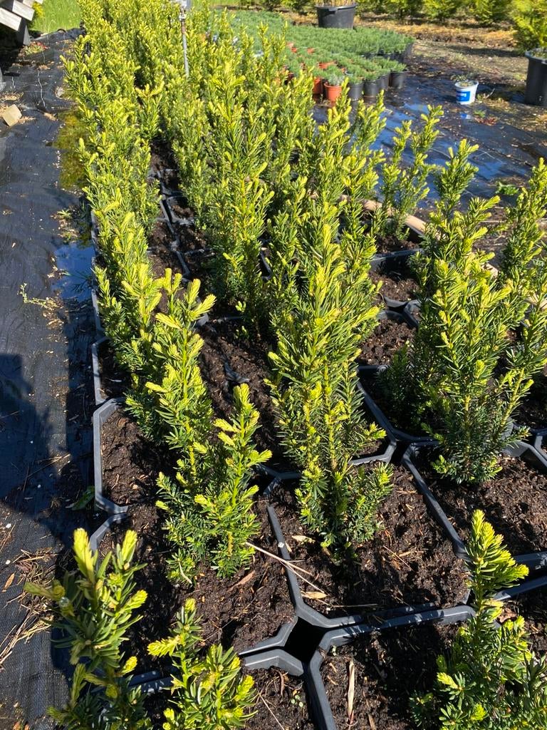 taxus baccata 40cm in20cmpot €3pst eenprima buxus vervanger, Ophalen, Bloeit niet, Overige soorten, Volle zon