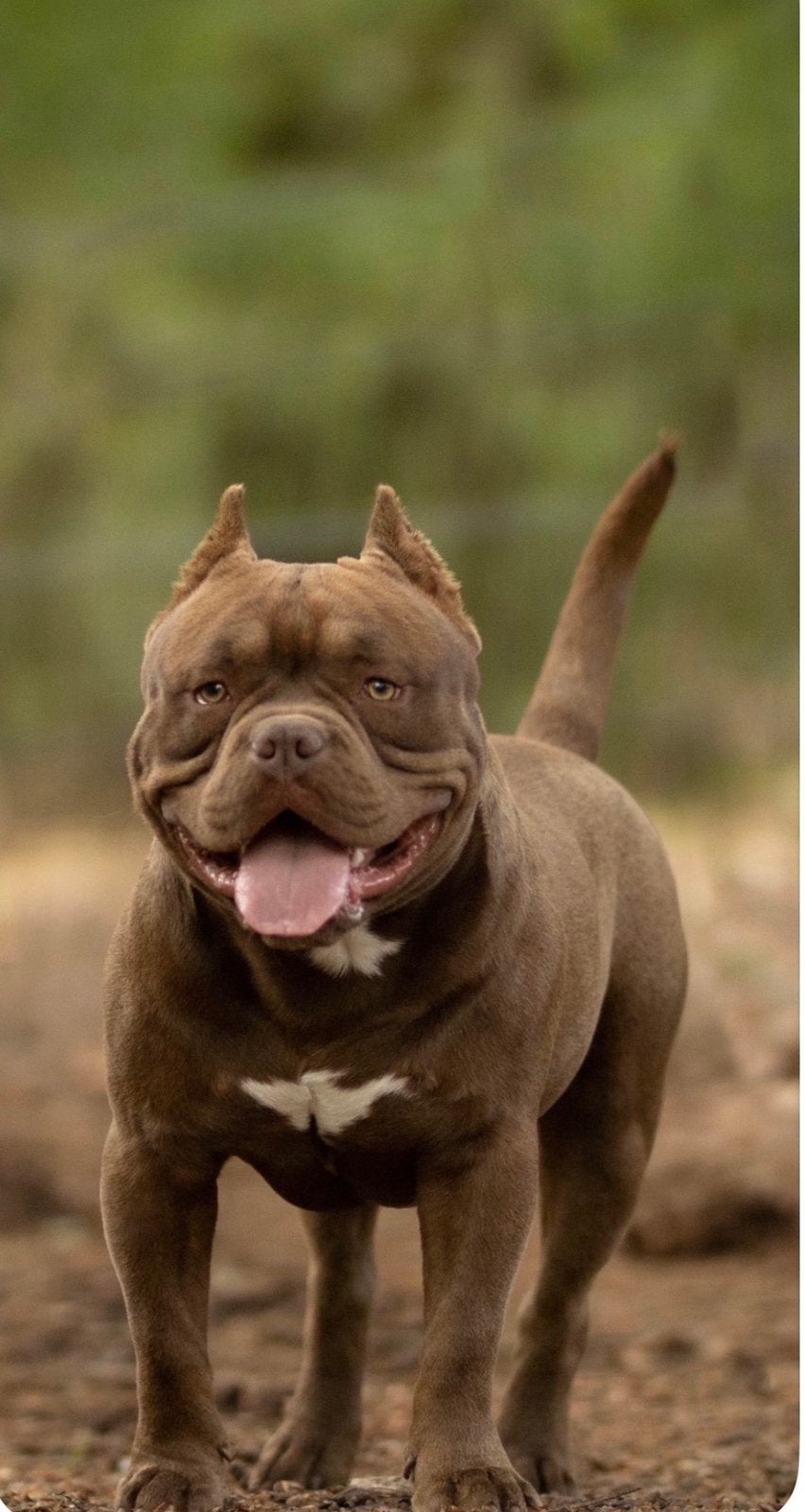 American Bully te koop, Reu, 1 tot 2 jaar, Eén hond, CDV (hondenziekte)