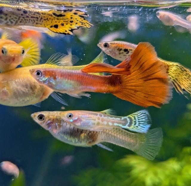 Guppies Nachwuchs, Dieren en Toebehoren, Vis