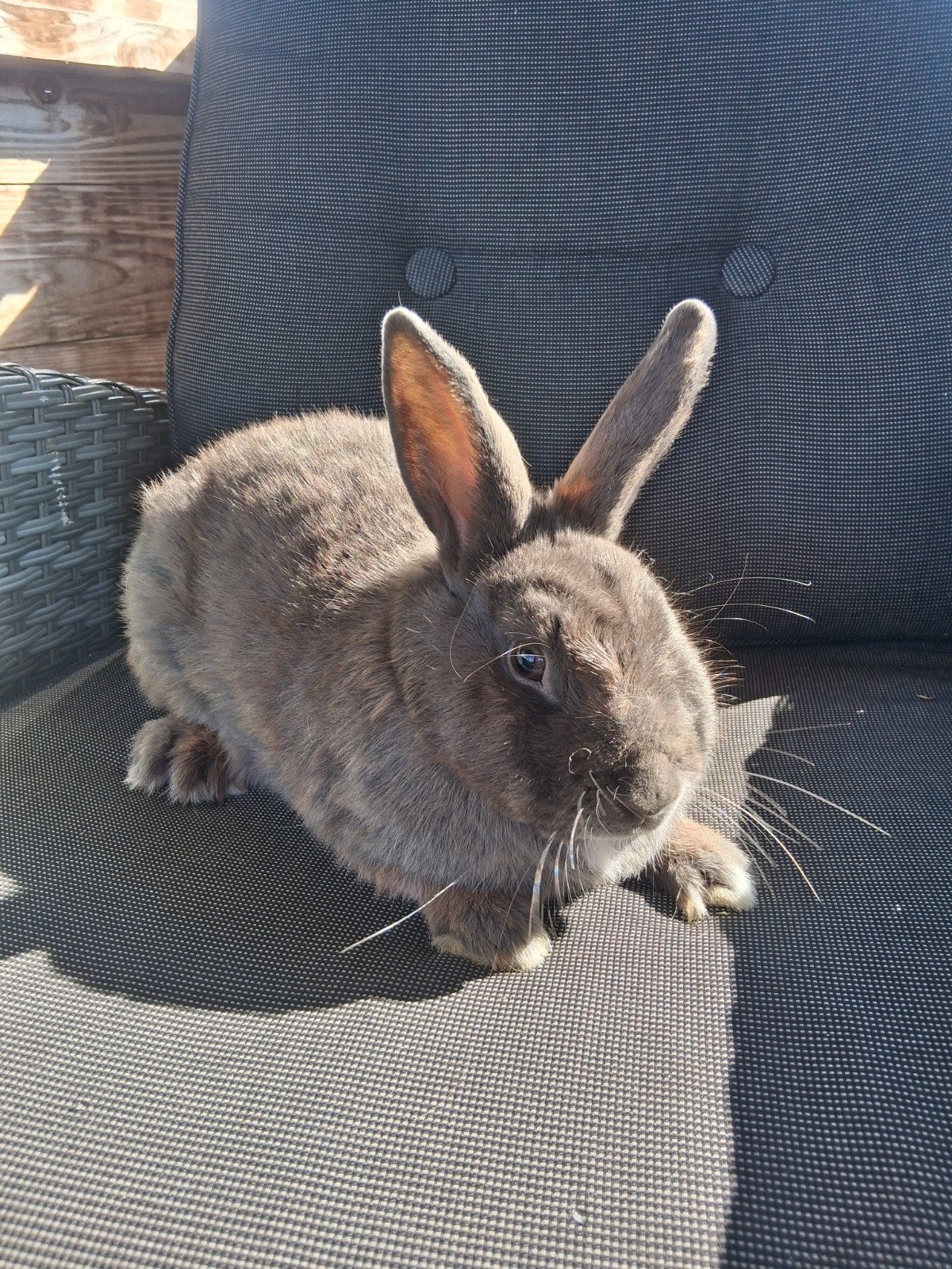 mooie jonge voedster, Dieren en Toebehoren, Vrouwelijk, Middelgroot, 0 tot 2 jaar