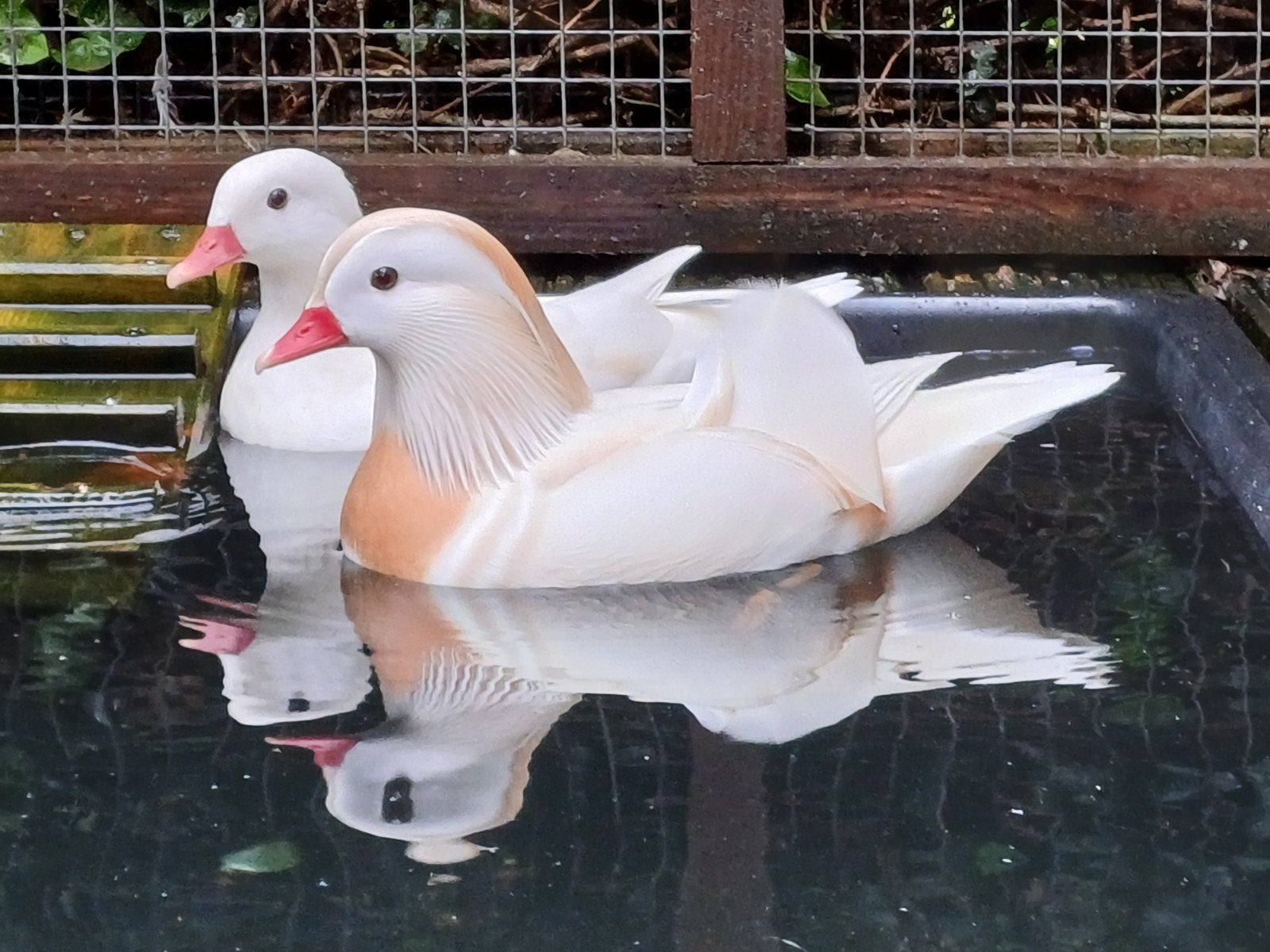 witte mandarijn eenden, Dieren en Toebehoren, Eend
