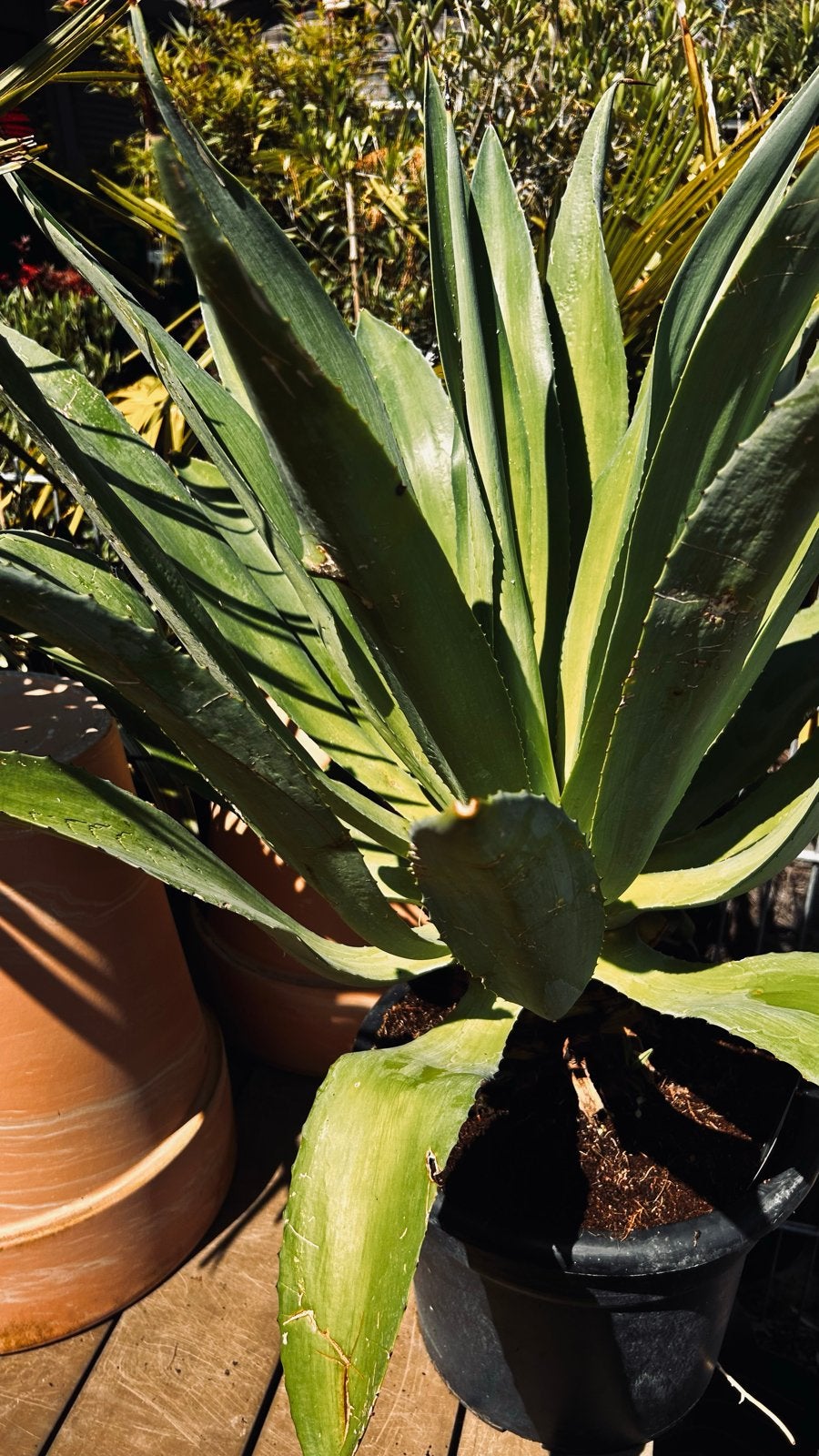 Agave Plant - Grote en robuuste Agave voor uw tuin, Volle zon, Vaste plant, Bloeit niet, Ophalen