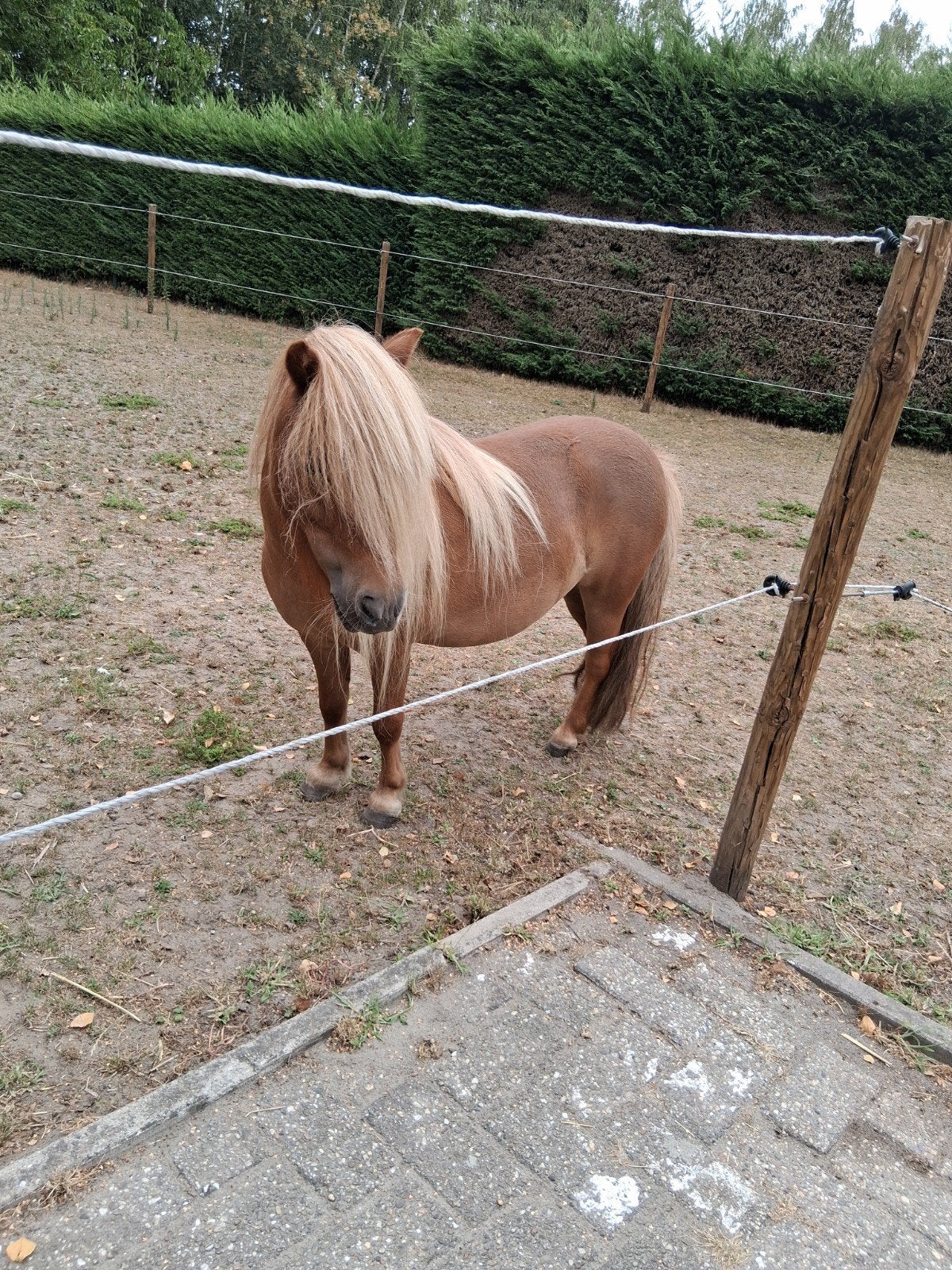 shetlander merrie, Dieren en Toebehoren, Merrie, Recreatiepony, Gechipt, 7 tot 10 jaar