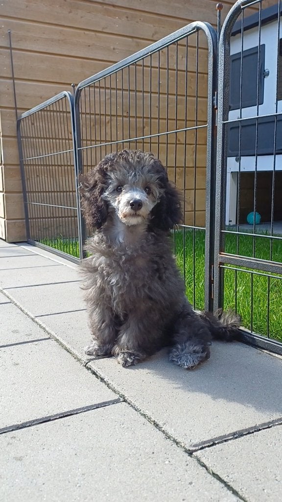 Prachtig poedel puppys, Dieren en Toebehoren, Poedel, Reu, CDV (hondenziekte), 8 tot 15 weken