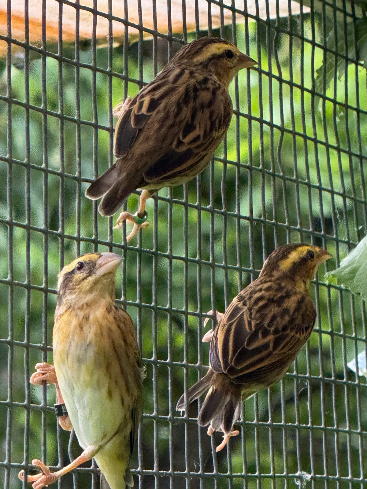 Leuk groepje  napoleon wever, Meerdere dieren
