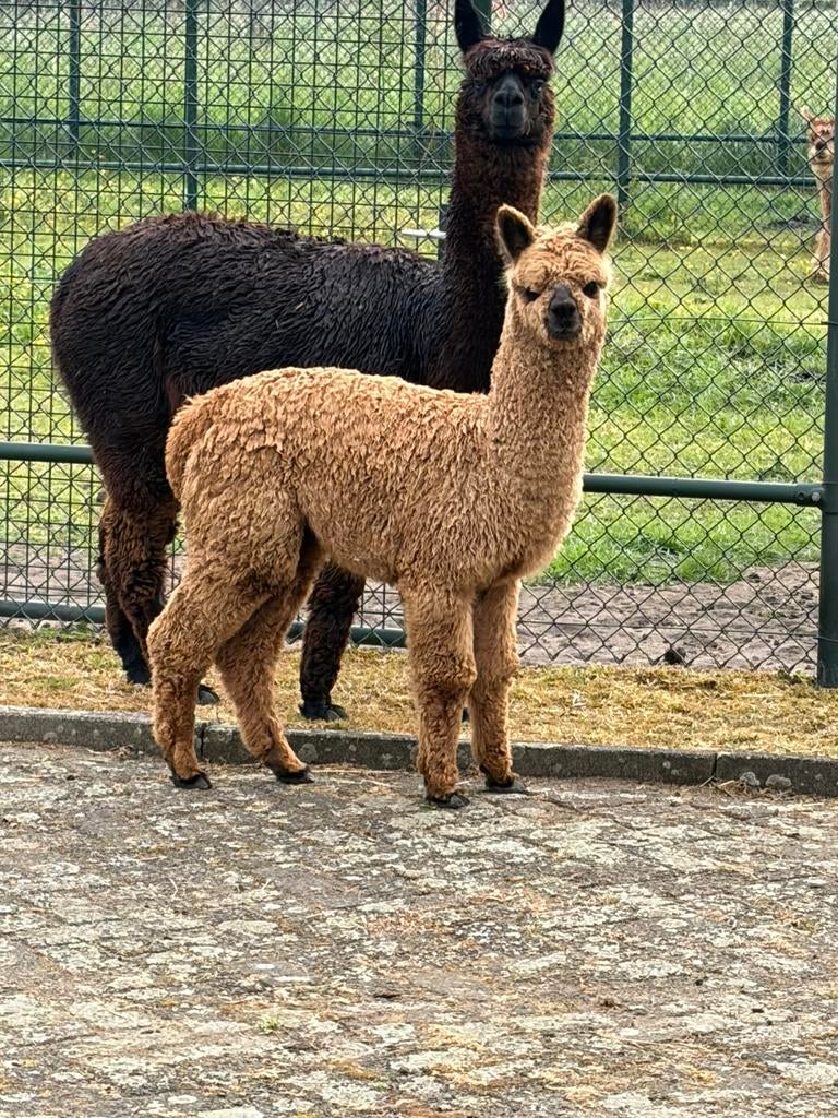Alpaca,s, Dieren en Toebehoren, April, Vrouwelijk