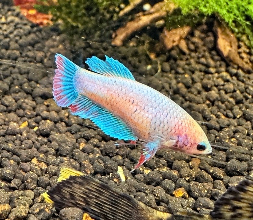 Betta vrouwen